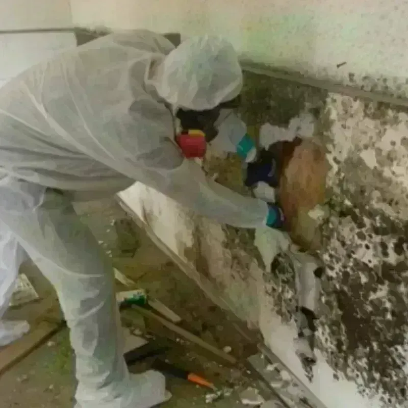 Mold Remediation and Removal in Walters, OK